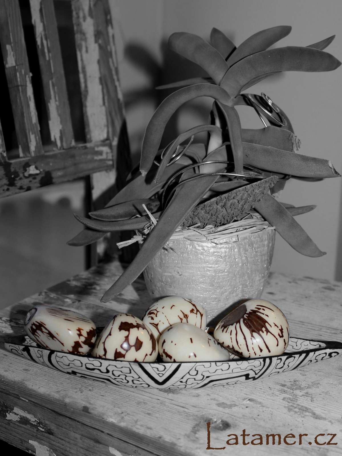 Dekorační semena tagua (přírodní)