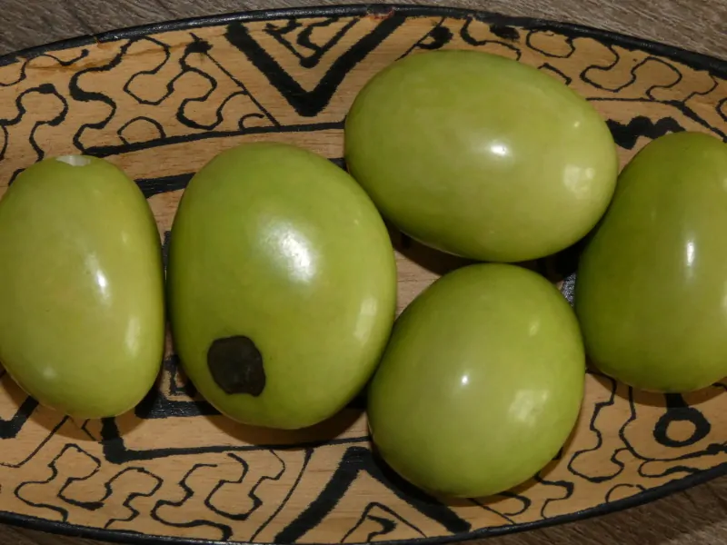 Tagua - maxikorálek (světle zelený I)