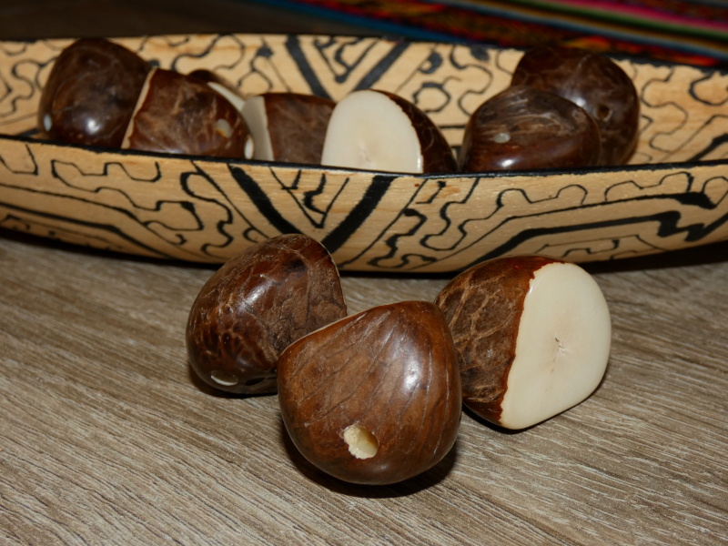 Tagua - půlkorálek (surový - perforovaný ve špičce)