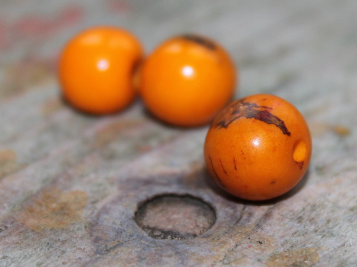 Acai (světle oranžový)