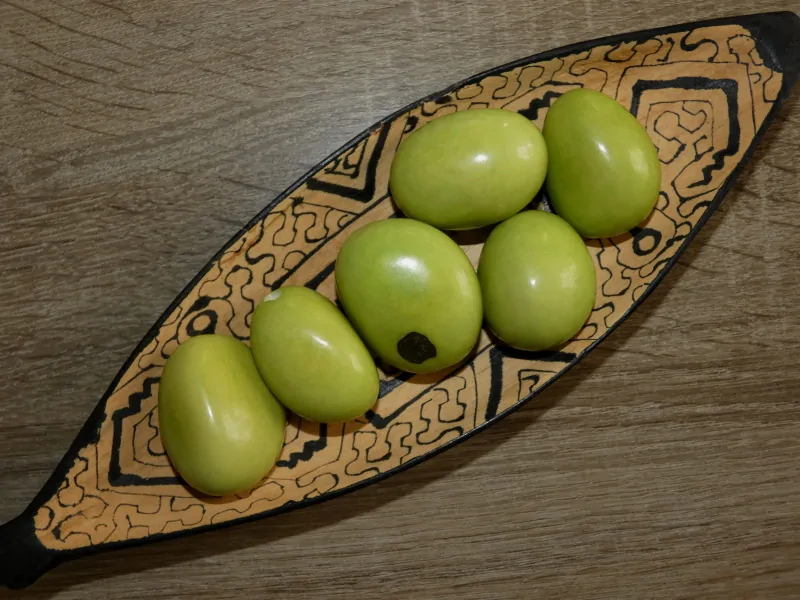 Tagua - maxikorálek (světle zelený I)