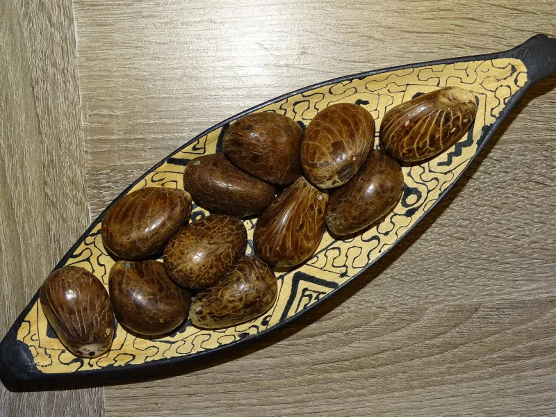 Tagua - maxikorálek (surový, perforovaný ve špičce)