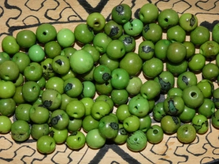 Acai (světle zelený I)