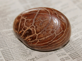 Dekorační semena tagua - surové