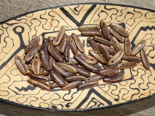 Acacia