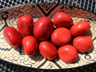 Tagua - korálek (červený)