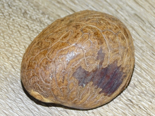 Dekorační semena tagua - neopracované (střední)