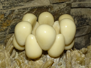 Náramek tagua slzy (přírodní)
